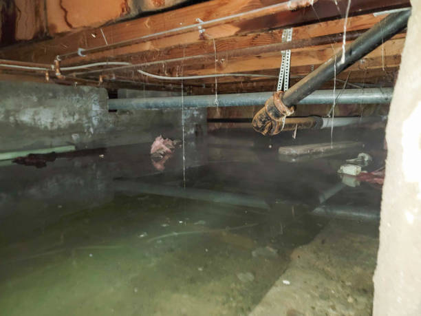 Best Water damage cleanup near me  in St Louis, MO