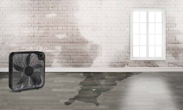 Best Flood restoration services  in St Louis, MO